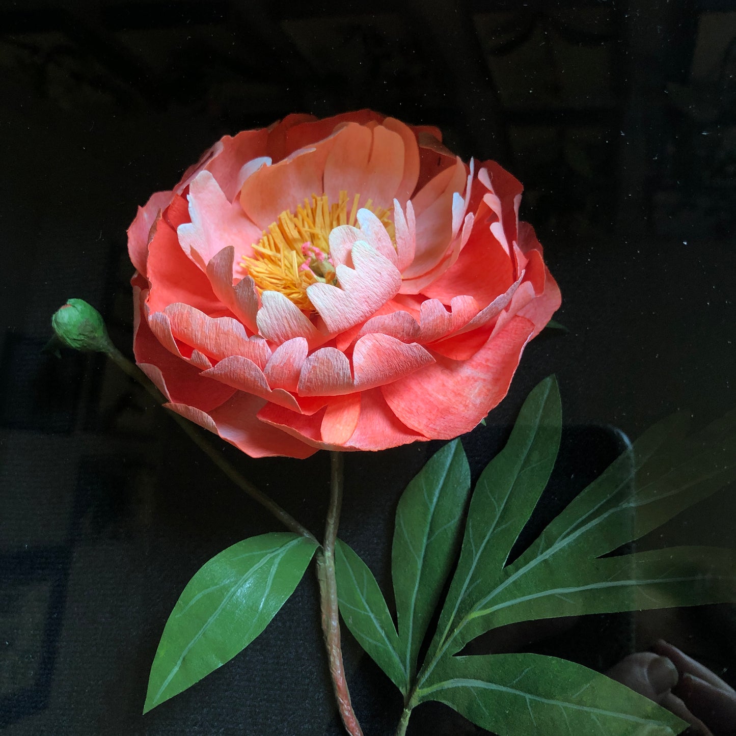 Peony- Coral Charm