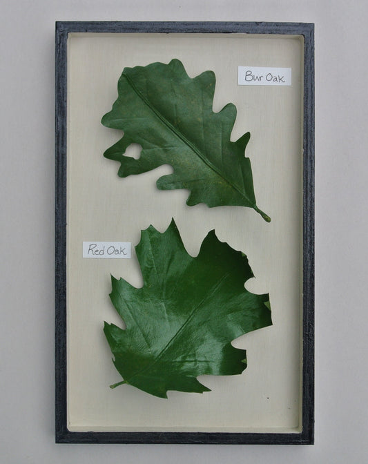 Oak Leaves