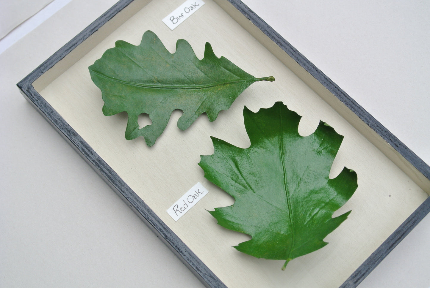 Oak Leaves